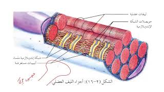 9- العضلات الهيكلية ,احياء توجيهي الاردن