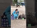 この鹿はとても穏やかでした。🦌
