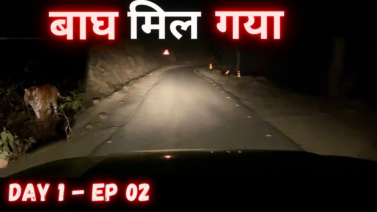 Tiger मिल गया 🐅 । Tiger Roaring | Live Encounter With Tiger | Jim Corbett National Park Safari