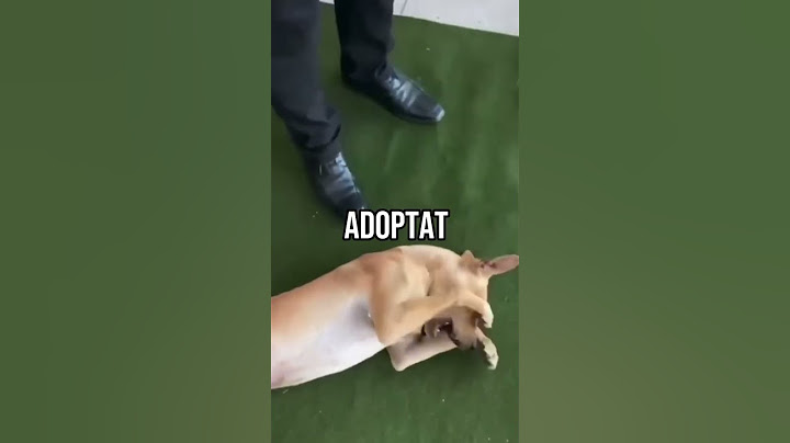 Acest Caine Al Strazii A Fost ADOPTAT! ❤️
