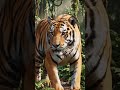 the smartest tiger