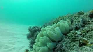 Shore Dive at Bawley Point NSW - Dive 1 by Luke Walks 638 views 8 years ago 20 minutes