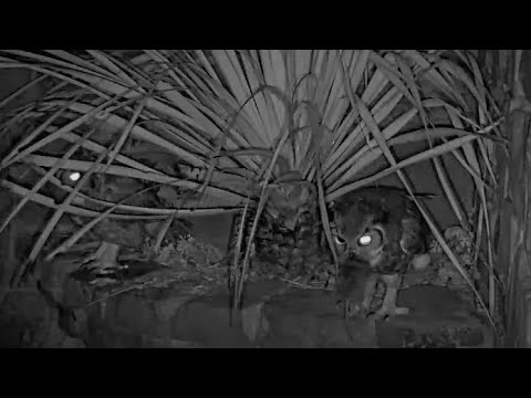 Male Great Horned Owl Delivers Athena Rodent During First Sighting On Cam! – March 8, 2024