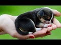 Animals Doing Things 😍 Funny Cat and Dog Videos Compilation (2018) #3