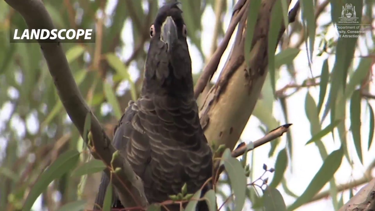 parks and rec characters Second chances for black cockatoos