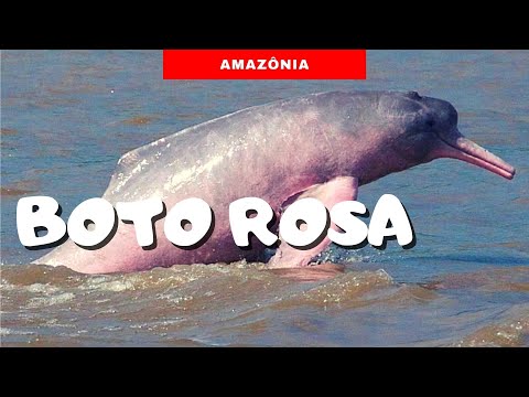 Tudo sobre o Boto Cor de Rosa | Animais da Amazônia |