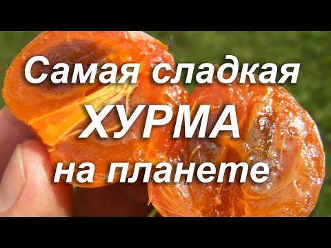 Самая Сладкая Хурма