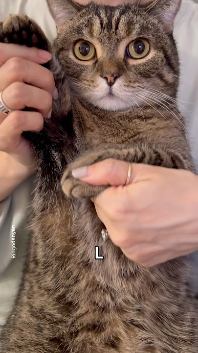 I LOVE you😻 #shorts #cat #funny