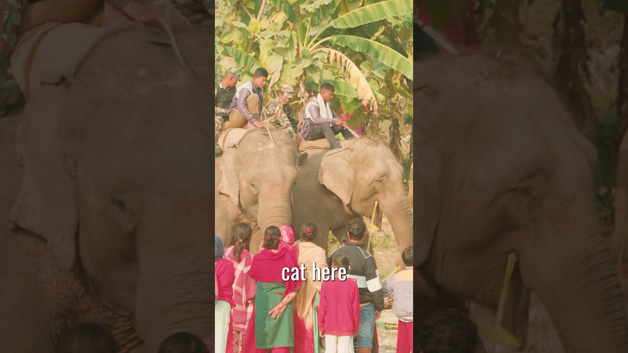 Leopard + Village = Chaos