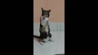 Coppers fight// cat by (K)CAT(D) 191 views 2 months ago 41 seconds