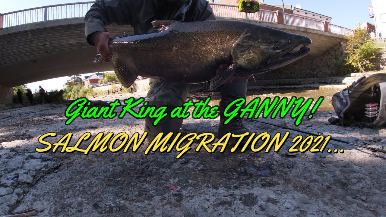 SALMON MIGRATION @GANARASKA RIVER 2021