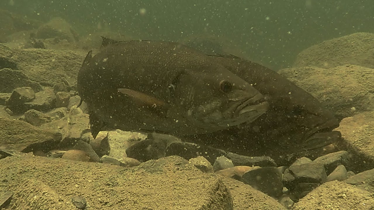 Smallmouth Bass Spawning in Vermont YouTube