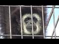 シロテテナガザルが可愛い❤ Cute white handed gibbon #234 【Cute animal videos】
