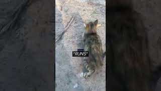 Kitten Rescue Gone UNEXPECTED! 😭 (TT: @thequanzilla)