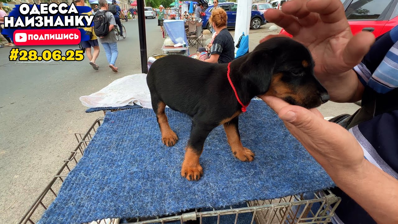 Староконный Рынок! ДОМАШНИЕ животные! Продажа и ОБЗОР ЦЕН на Собачем Базаре! #одессанаизнанку