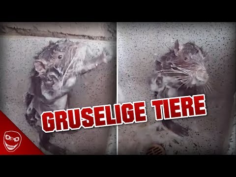 Ratte verhält sich wie ein Mensch! Verstörendes und seltsames Tierverhalten!