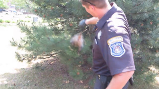 Animal control getting opposum out of tree