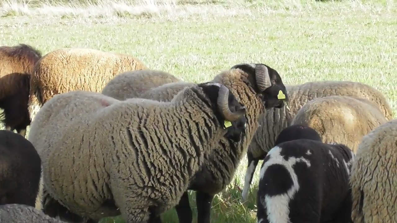 El típico perro lobo de la Culebra