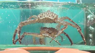 皇帝蟹跳舞  KING CRAB DANCING