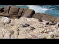 Pacific Golden Plover 