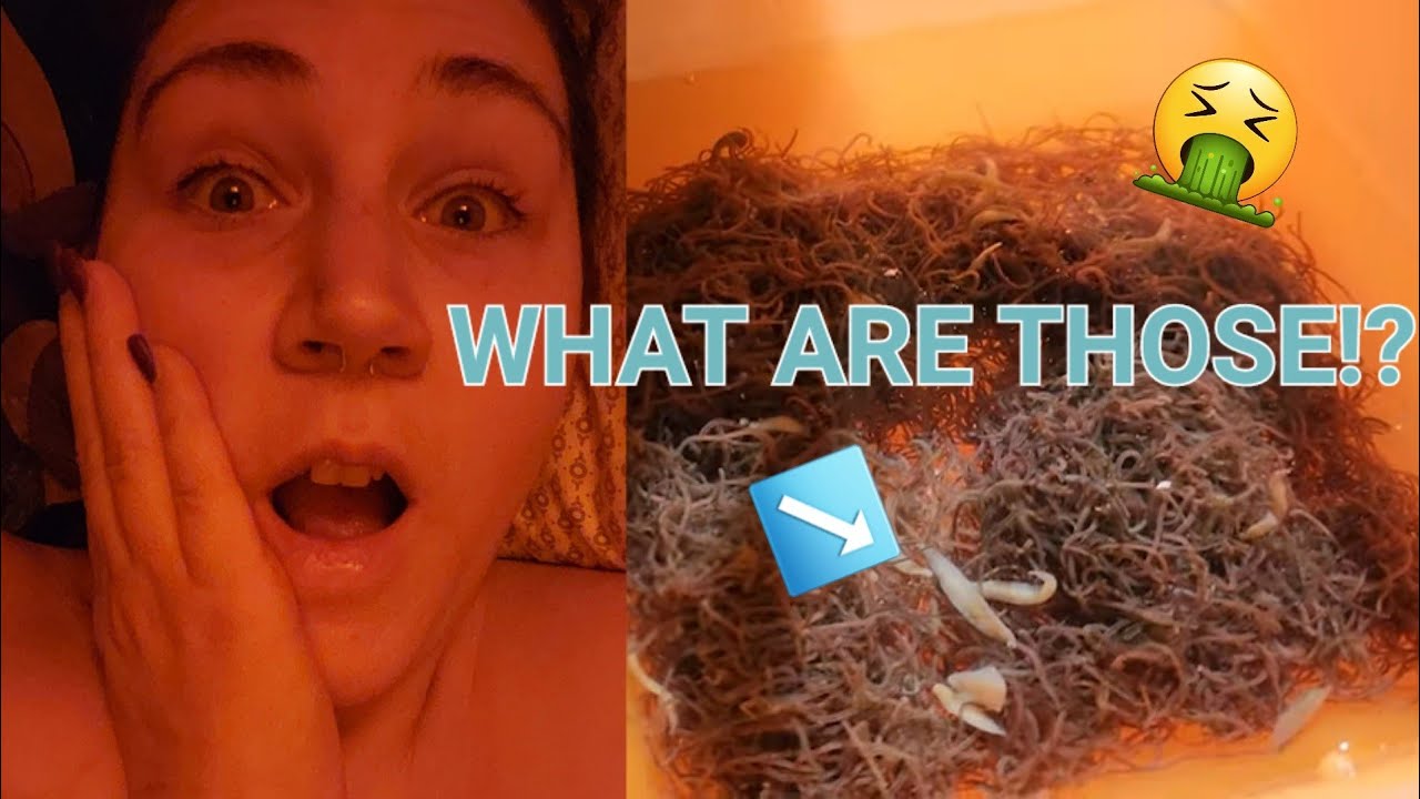 Unboxing Live Black Worms from Eastern Aquatics YouTube