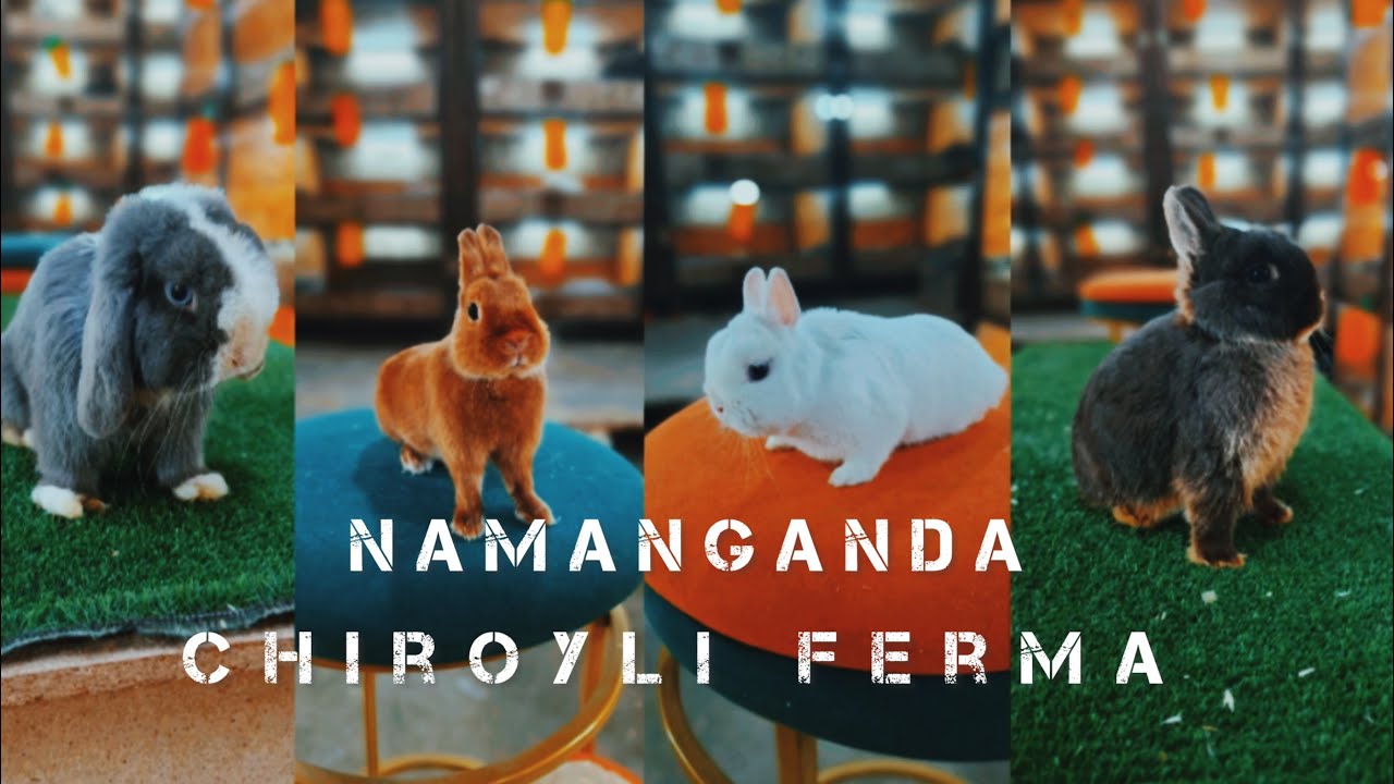 MUXTORJON 1999 zo’r mini ferma #ферма #quyon #quyonbozor #декоративныекролики #rabbit #namangan