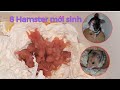 Hamster cute | Lần đầu làm mẹ với 8 thiên thần nhỏ