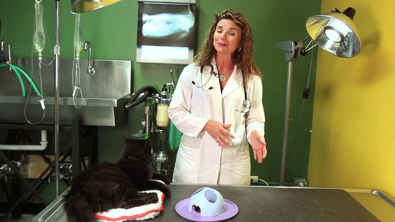 Do Cats Sleepwalk? Cat Behavior & Health YouTube