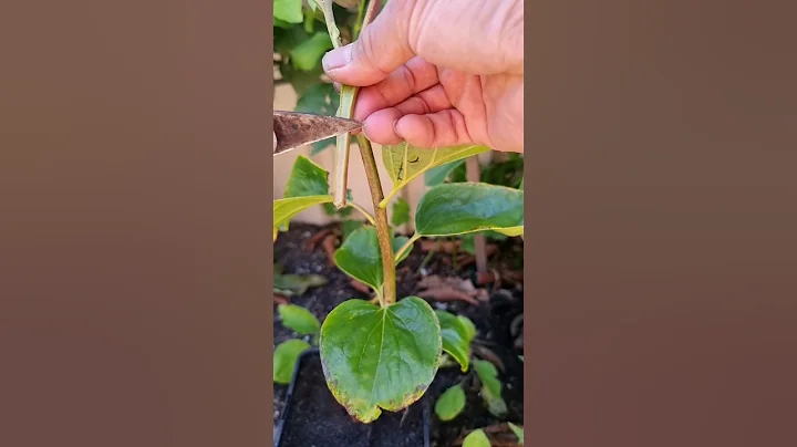 grafting technique #490 #plantpropagation #plantgrafting #grafting #gardening #apple #fruit #viral