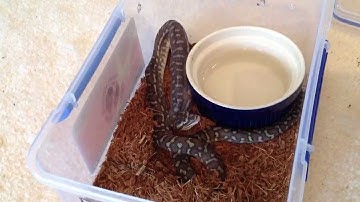 First feeding of fuzzy Rat to my Bredli Python Part 6