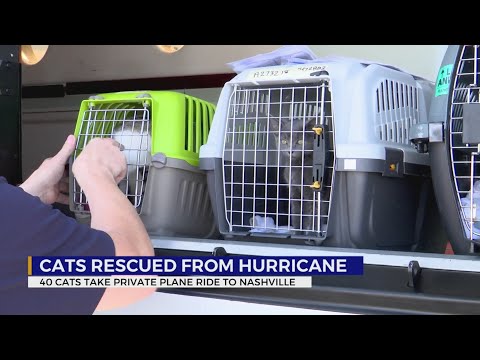 Video: Pet Scoop: Animalele ucigase din uragan, încă deplasate, pisicile salvate la aeroportul din Miami