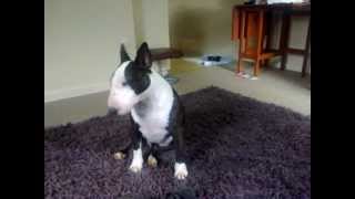 Beautiful Bull Terrier talking