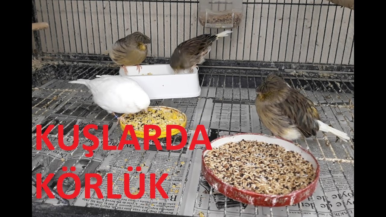 Kuşlarda Körlük (Kanarya ve Muhabbet Kuşlarında Körlük,Nasıl Oluşur,Nedenler,Yapılan Hatalar)