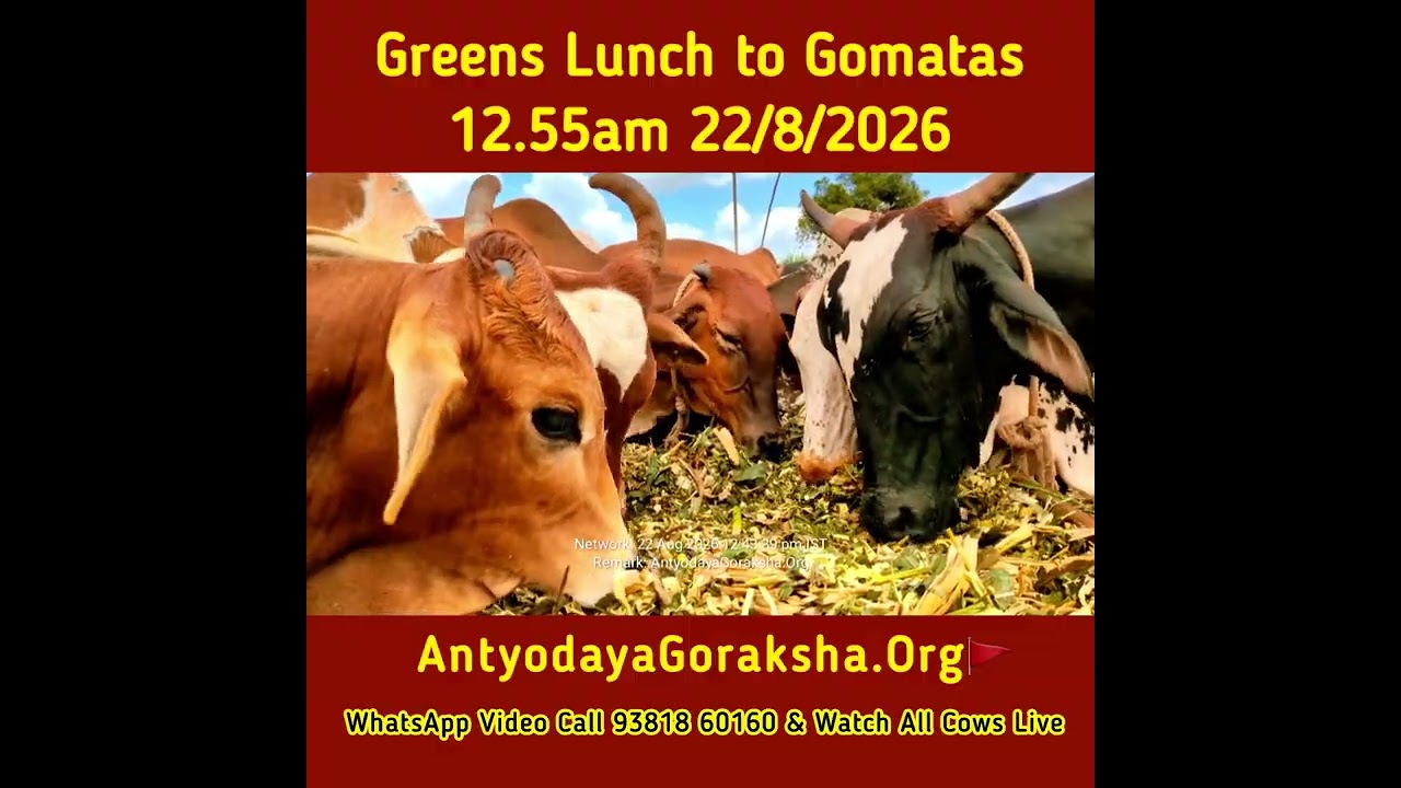 [22 Aug 2026] Afternoon Mealtime for Desi Goamtas