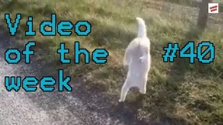 Video of the week 40 - Athletic Cat Fail by Random Videos 3,487 views 8 years ago 43 seconds