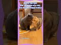 [A shortcut to happiness] If you feel a rush from the cuteness of a cat, you will be happy today.