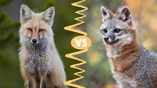 Red vs. Gray Fox: What's the Difference?