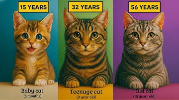 Calculate Your Cat’s True Age: Secrets You NEED to Know