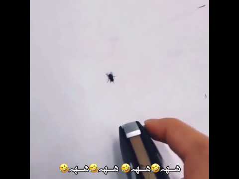 شوفو كيف ذبح الذبان 