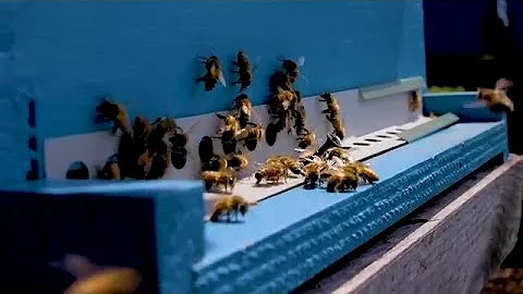 UN Celebrates First Ever World Bee Day (20 May)