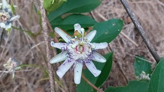 Getting Healthy in Harrogate, Tennessee! Guide