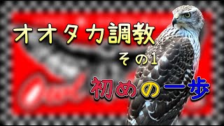鷹隼販売】タカ・ハヤブサ各種予約受付開始_2025年9月9日 – 広島初の