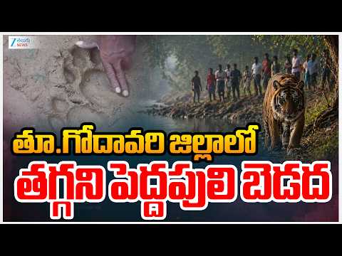 Once Again Tiger Hulchal in East Godavari District | తూ.గోదావరి జిల్లా లో తగ్గని పెద్దపులి బెడద | - ZEE24TELUGUNEWS