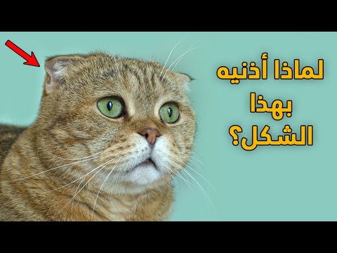 فيديو: هل موردو اسم اسكتلندي؟