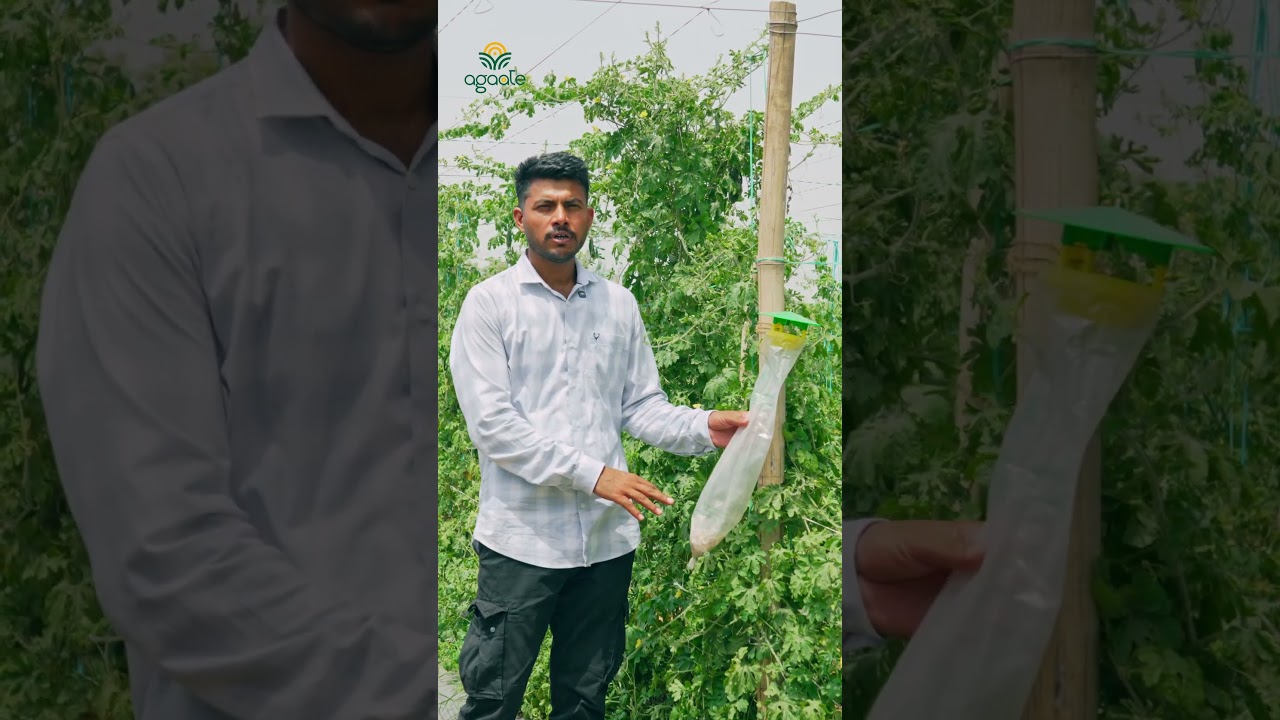 Insect Trap In Agriculture: Bina Zahar Keedo Ka The End! 