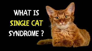 What is Single Cat Syndrome? | Single Cat Syndrome Indications