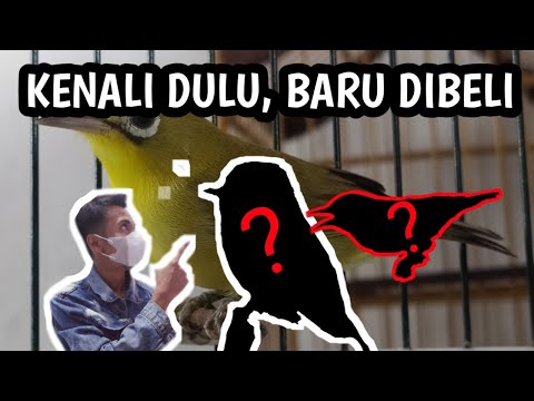 Video: Bagaimana Memilih Kuning?