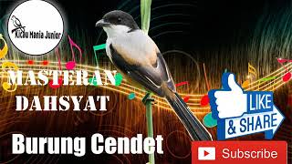 MASTERAN DAHSYAT !!! Untuk Burung Cendet Kualitas Lomba - LOMBA AUTO DILIRIK JURI!!!