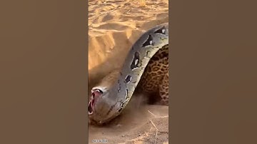 Leopard Gets Attacked by a Python #animals #leopard #python #wildlife