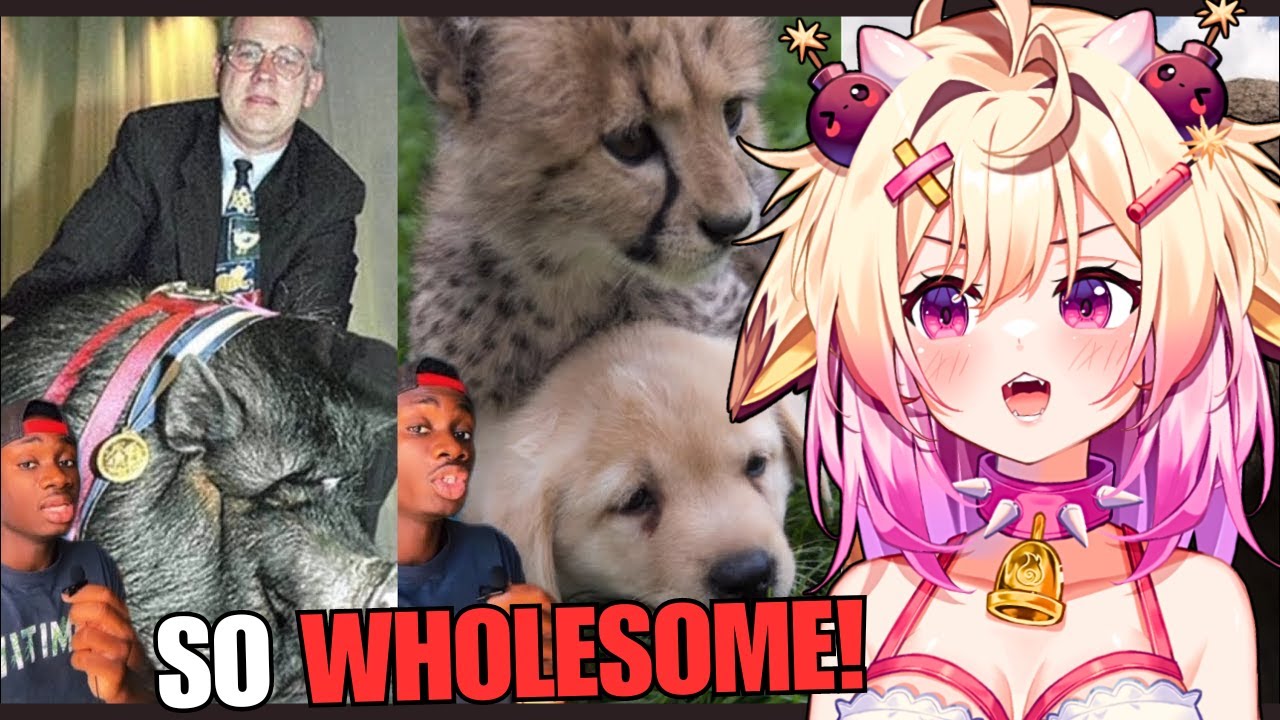 Видео, которое гарантированно заставит вас улыбнуться! Реакция Rosiebellmoo на Casual Geographic